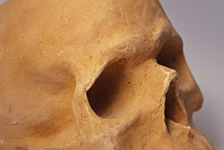 Skull Detail
